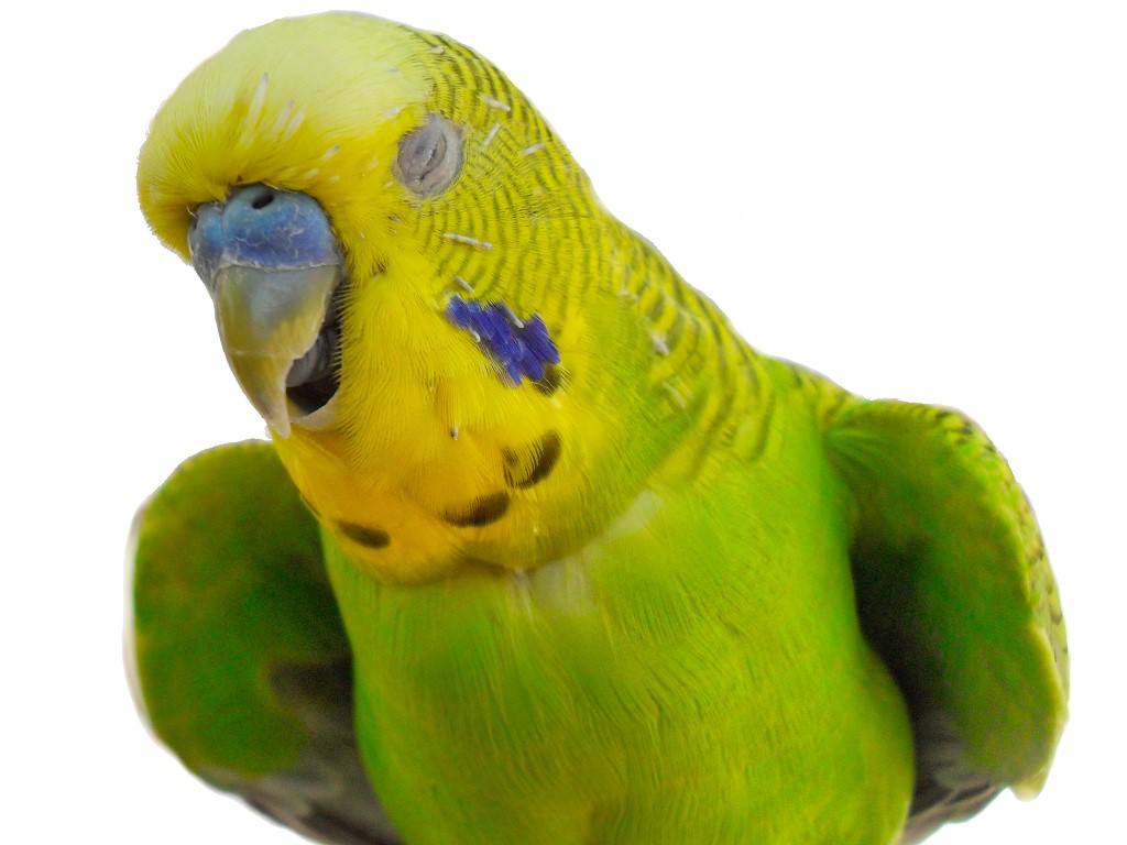 Tipps Wellensittiche