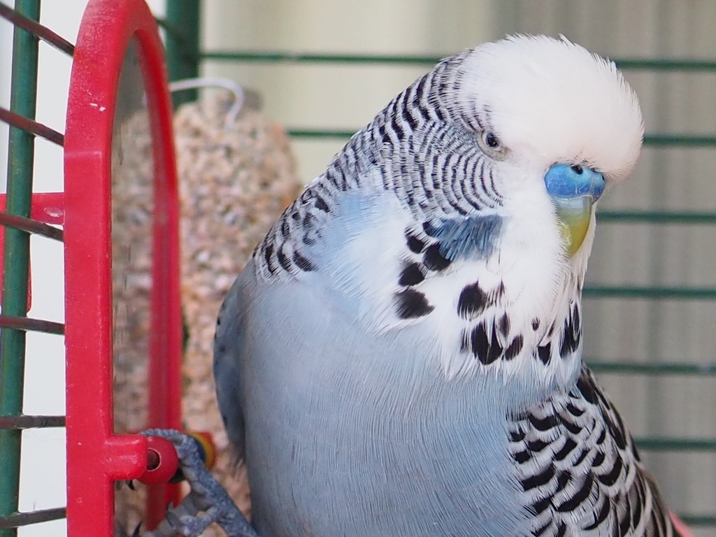 Mythen Wellensittiche