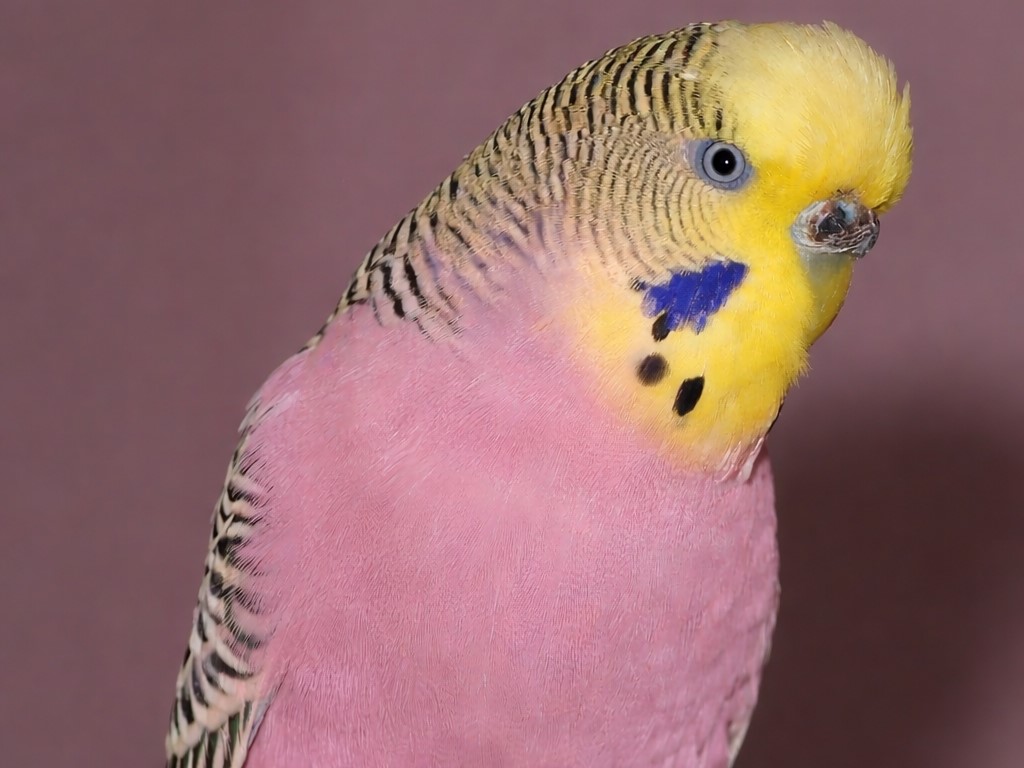 Rote Wellensittiche Mythos